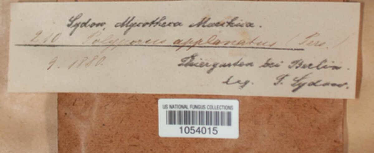 Ganoderma applanatum image